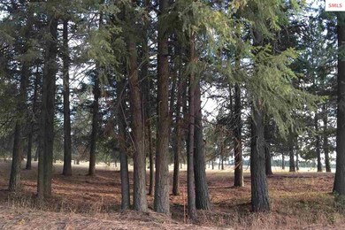 L2 B1 N Williams Ln, Athol, ID 83801 - photo 7