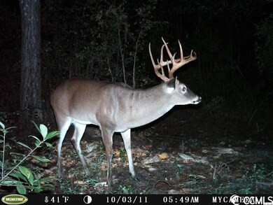 36.2 Acres Privetts Rd unit 36.20 Acres, W/20' R, Conway, SC 29526 - photo 5