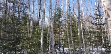 White birch and softwood saplings_125700