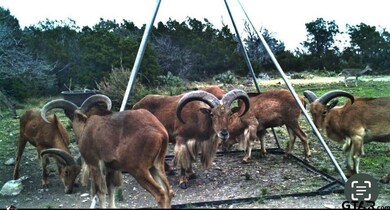 27236 Huff Rd Off Lake Ament-Christmas Wells Tank, Terlingua, TX 79852 - photo 3