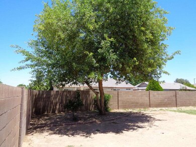 Large Shade Tree