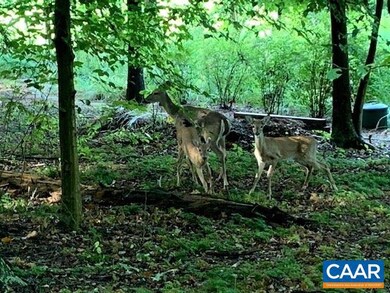 0 Logan Place unit 608319, Nellysford, VA 22958 - photo 4