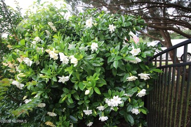 Gardinia Bush