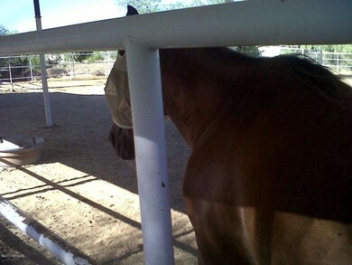 Horses are well kept