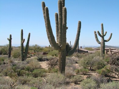 Natural Vegetation