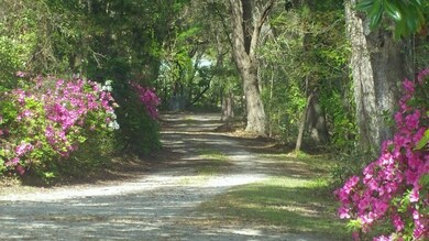 DrivewayAzaleas