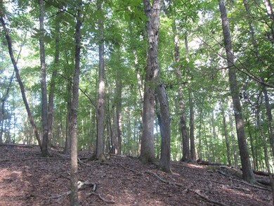 Hardwood Ridge Overlooking Stream