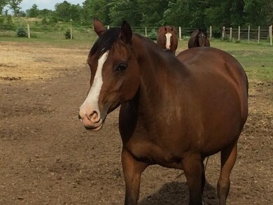 194 Biglow Rd, Brooklyn, WI 53521 - photo 3