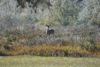 doe in fall colors