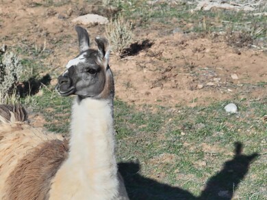 DJI_20251113180831_0012_V