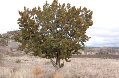 Juniper Tree A