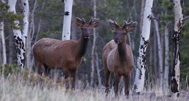 50 Rudolph Ranch Rd, Black Hawk, CO 80422 - photo 2