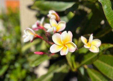 2822 Forest View Way, Carlsbad, CA 92008 - photo 4