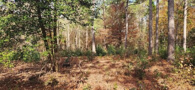 View of local wilderness