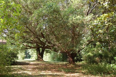 195 Curlie Seal Rd, Picayune, MS 39466 - photo 5