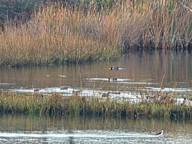 2666 Worden St unit 8, San Diego, CA 92110 - photo 5