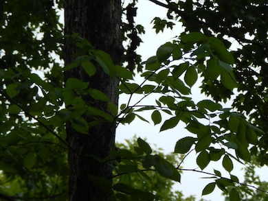 Elm tree leaves