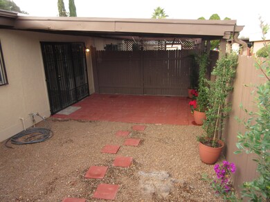 Back Yard 1