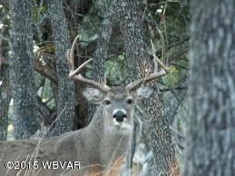 deer buck pic