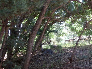 3441 N Foothill Rd, Pine, AZ 85544 - photo 6