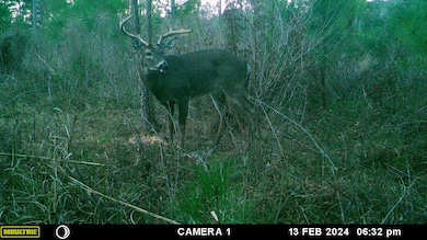 xxxx Lot 1 Solomon Dairy Rd, Quincy, FL 32351 - photo 2