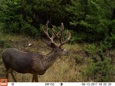 Big Buck