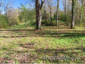 Nice Mature Hardwood Trees