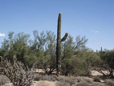Stately Saguaro