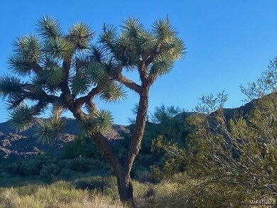 Joshua Trees