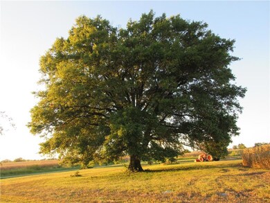 Hugh tree and just look at that corn.
