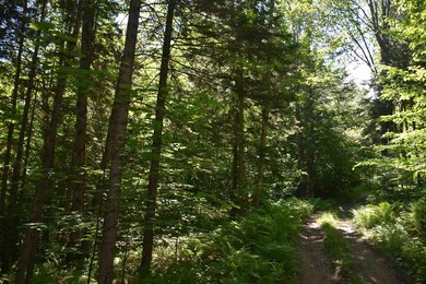 0 Messier Hill Bull Run Horner & Old Mail Route Rd unit 4800974, Roxbury, VT 05669 - photo 5