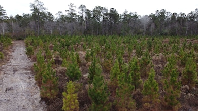 Tbd Amos Rd, Georgetown, SC 29440 - photo 2