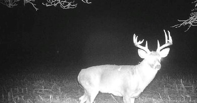 Looking for wildlife?