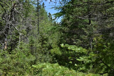 trail