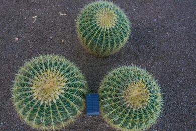 Cactus