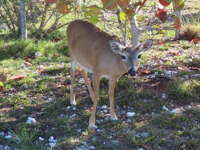 Key Deer