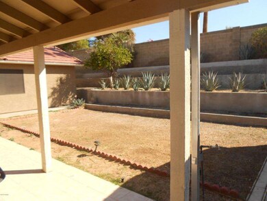 backyard 1