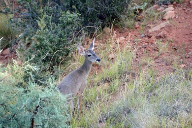 6903 W Brokaw Ln, Pine, AZ 85544 - photo 6