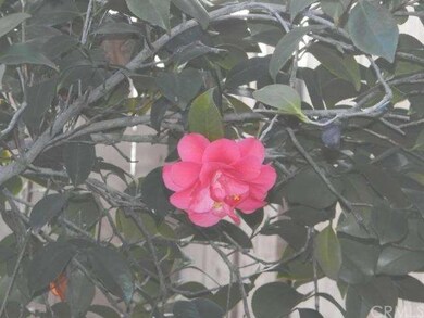 Camellias....