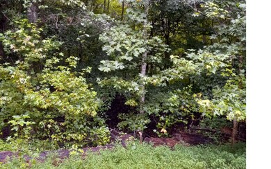Additional View