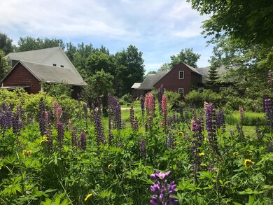 summer.lupines