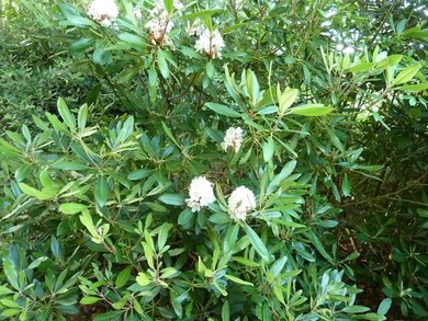 Rhododendron