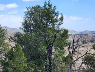 Great Treed lot