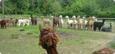 17923 52nd Ave NW, Stanwood, WA 98292 - photo 2