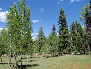Lush Meadow on Neighboring Lot