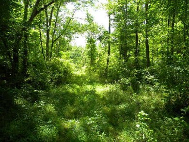 Canopy of trees over trail