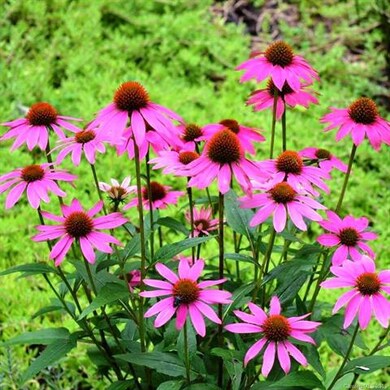 720 Salisbury Rd, Hendersonville, NC 28792 - photo 5