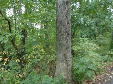 12210 Lee St, Crown Point, IN 46307 - photo 2