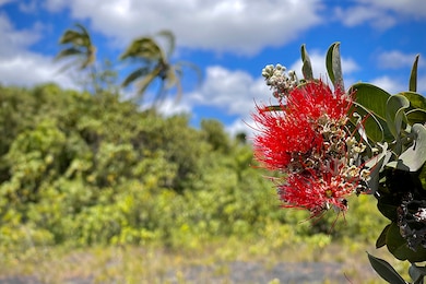 12-4786 Kaimu-Chain of Craters Rd, Pahoa, HI 96778 - photo 4