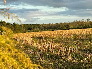 0 Fc Cox Rd, Hemingway, SC 29554 - photo 4